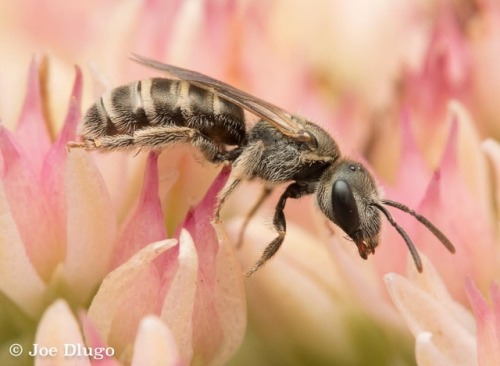 Furrow bee (Halictus sp.) on stonecrop (Hylotelephium...