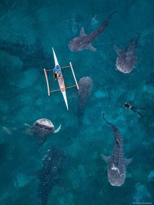 whale sharks whale shark sharks marine animals sea creatures marine life wild lb nature aerial photography