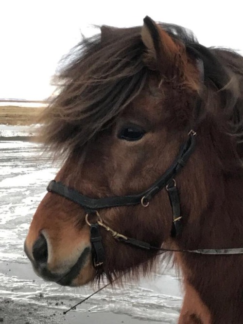 Narri frá Vestri-LeirárgörðumNatan frá Ketilsstöðum x V&