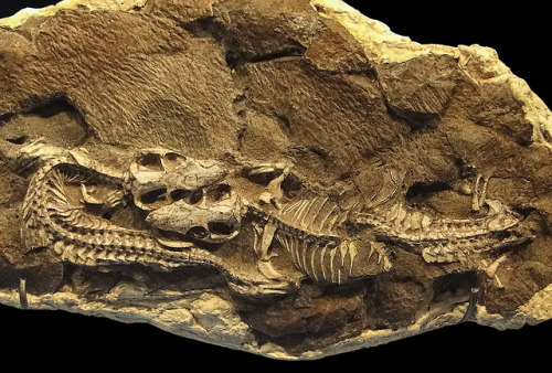 cloudair-paleontology:Thrinaxodon, a burrowing cynodont ....