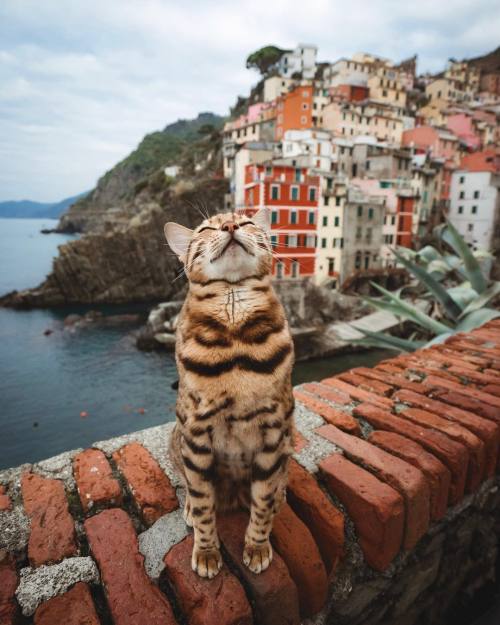 cuteness–overload:The Italian coast smells good!...