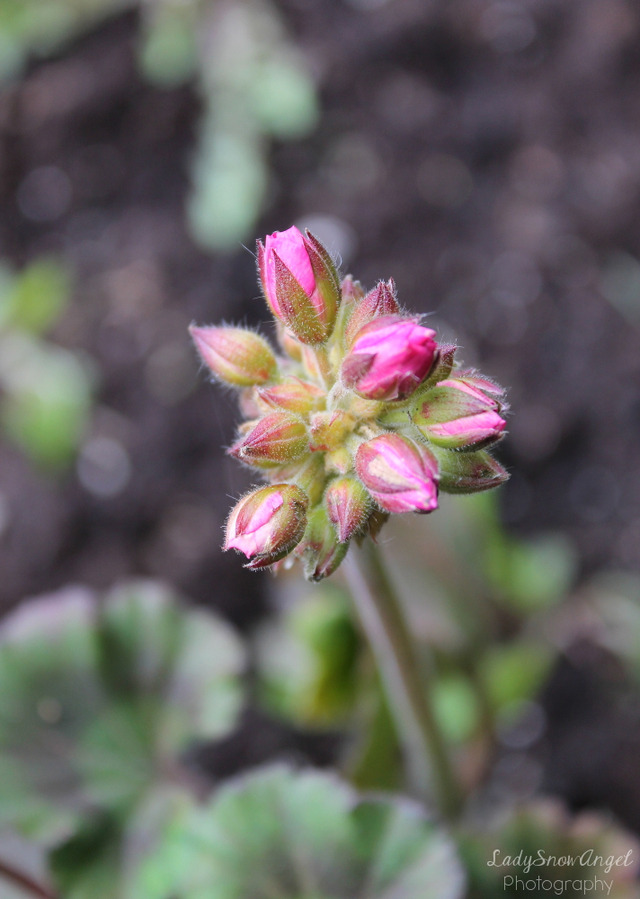 Geranium Blossoms Society6 Tumblr Twitter Ladysnowangel