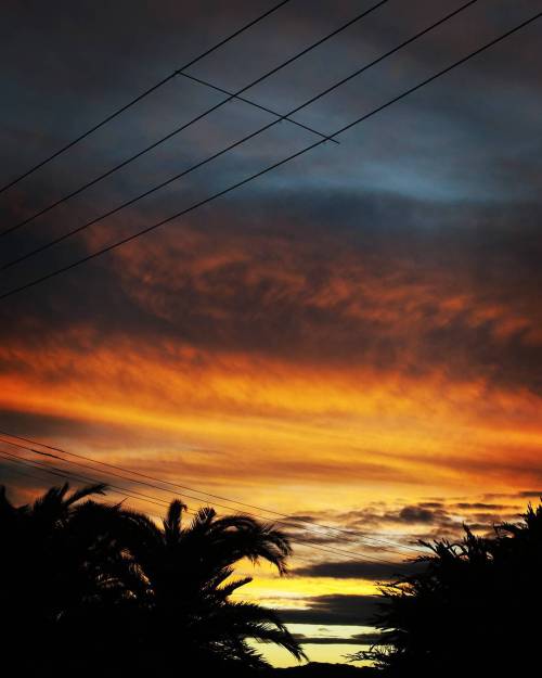 #australia #sydney #palms #sunset #dusk #clouds #sky #wild...