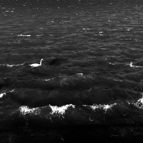 Tanya Luca swing swinging swinging swan swan white swan swan on lake big waves winfy day fihhting with waves having fun water fun happy bird water bird elegant bird Black and White by the lake Photographers on tumblr