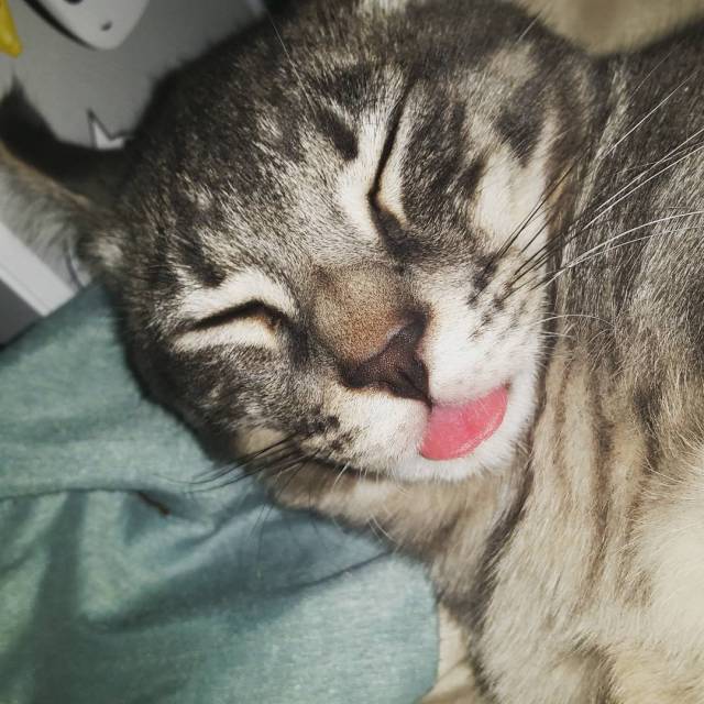 The Rabid Kitten — What the heck #Oolong?? #lol #kitty #tongue #derp...