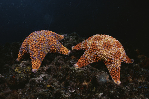 starfish sea stars animals sea ocean nature wildlife aquatic seacape sea life