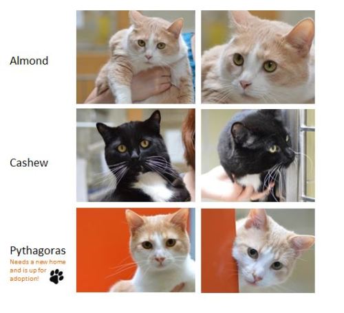 OVC Bulletin, Blood Donor Cats in Need of Foster Homes Ontario