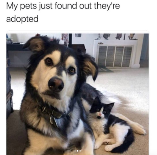 babyanimalgifs:cat & dog snaps