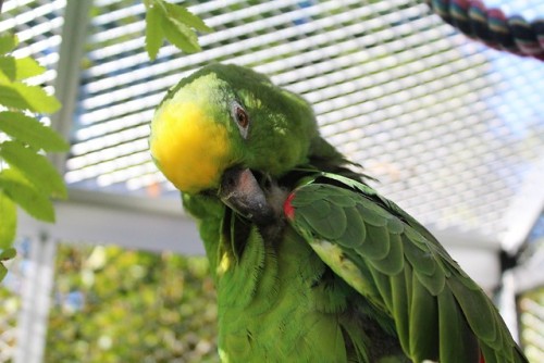 poicephalus:lookin’ cute preening in the sun 