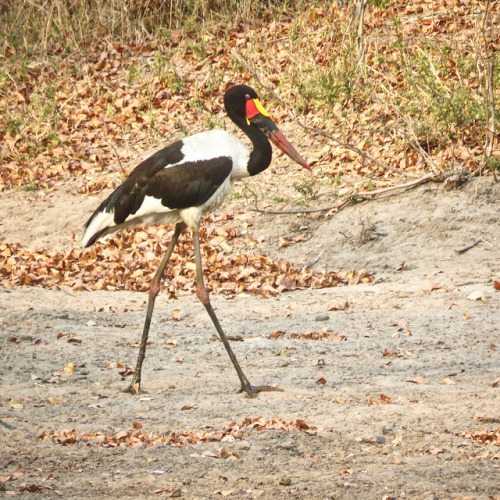 #saddlebilledstork on #safari Impressive #storks...