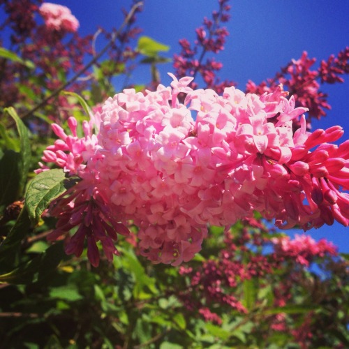 Hulda Klager Lilac Gardens Tumblr