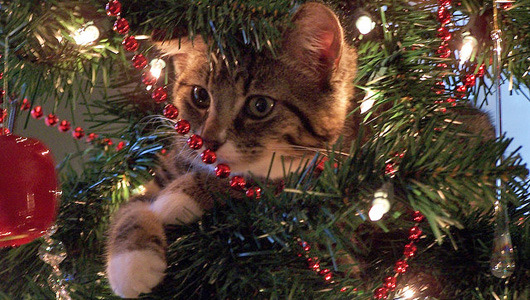 Mother Nature Network — 25 cats in, on and under Christmas trees