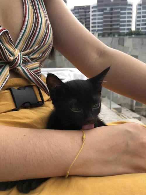 daily-blep:Bleppedendth