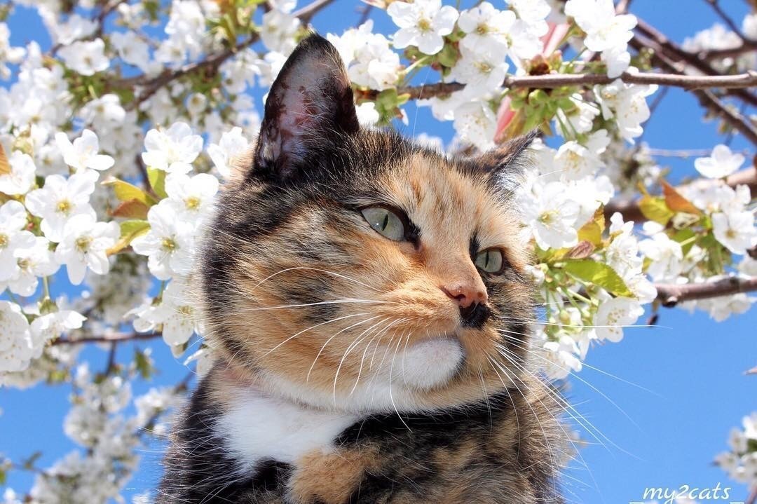 #cat from Animals are Friends