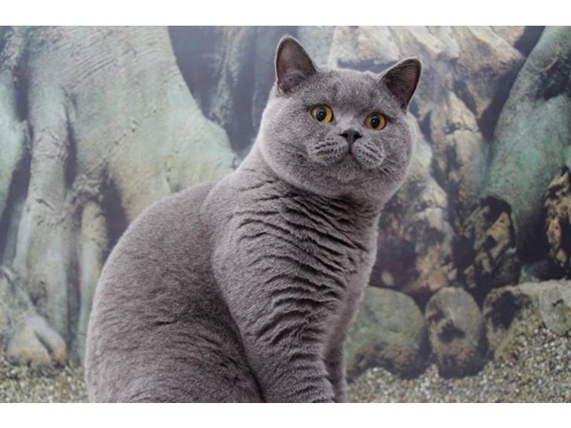 Scottish Straight Cats Blue Chubby Cat C Union Snobs Ru Cattery