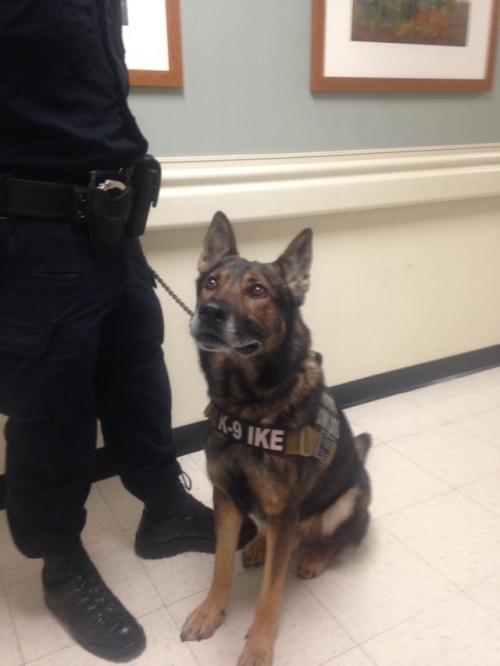 kaijuno:kaijuno:I GOT TO PET THE BOMB DOG TODAY HIS NAME IS...