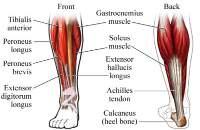 the iliac crest | Tumblr