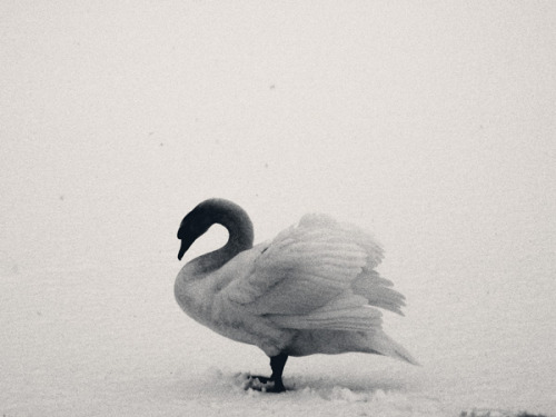 uconstruction:The Swan in the Snow • Unknown Ph