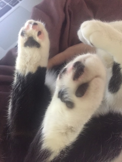 catsuggest:Bear suggest: beans