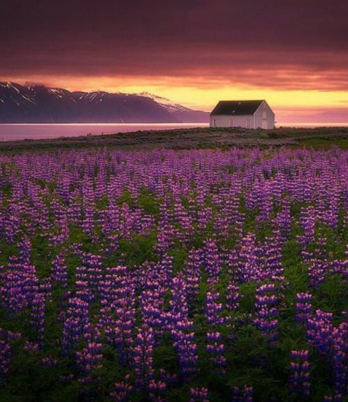 landscape-lunacy:Lupine sunrise around 2:00am north Iceland -...