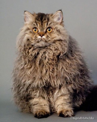 selkirk rex | Tumblr