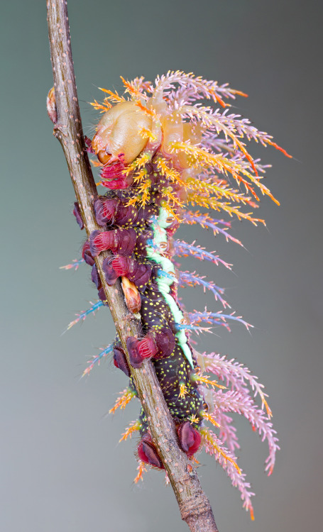 psychedelic-freak-out:pornoes:vonmurr:Caterpillar of...