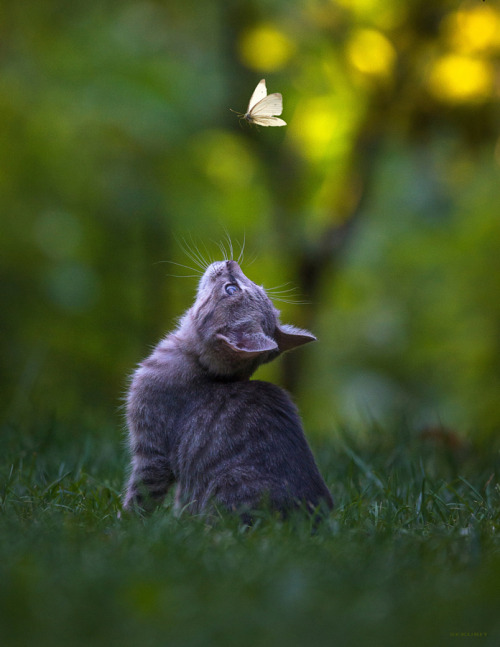 drxgonfly:Butterfly Hunter (by sekurit / Atanas Tumbov)