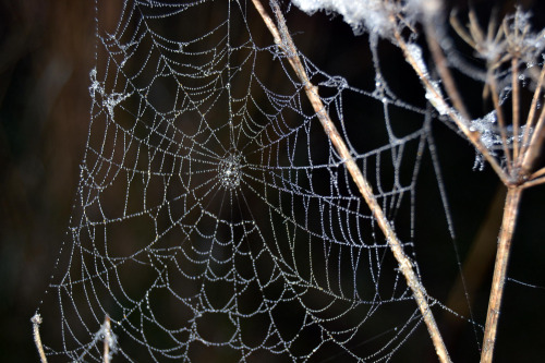 Spiderweb early morning by Joan Ostenfeldt / 500px