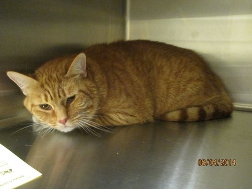 catsbeaversandducks:The Sad Shelter CatA shelter cat was so...