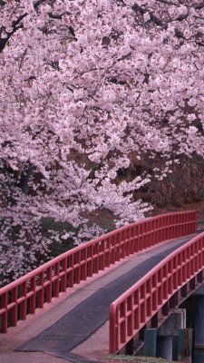 Sakura Tree Wallpaper Tumblr