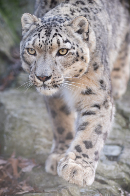 snow leopard on Tumblr