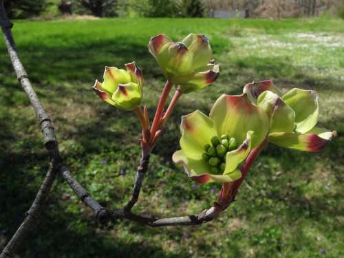 forsythiahill