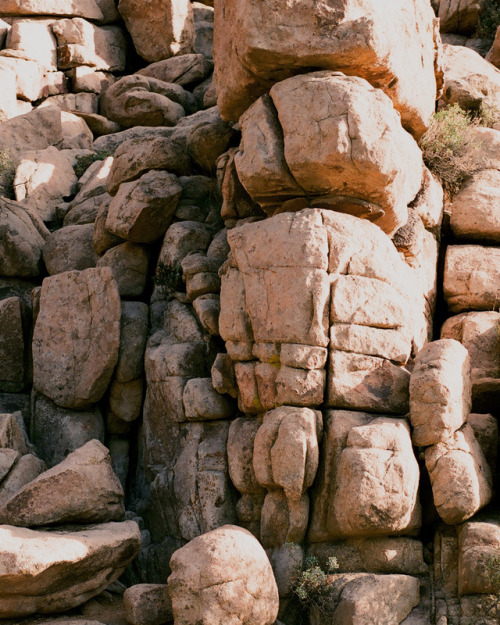 cameliamanea:Joshua Tree, June 2016Etc.,.ok.,.