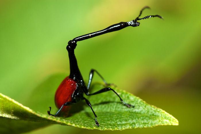 Let's do Some Zoology! - Giraffe Weevil (Trachelophorus giraffa) is a...