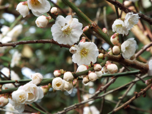 english-idylls:Blossom in Cambridge Botanical Gardens by Ruth...