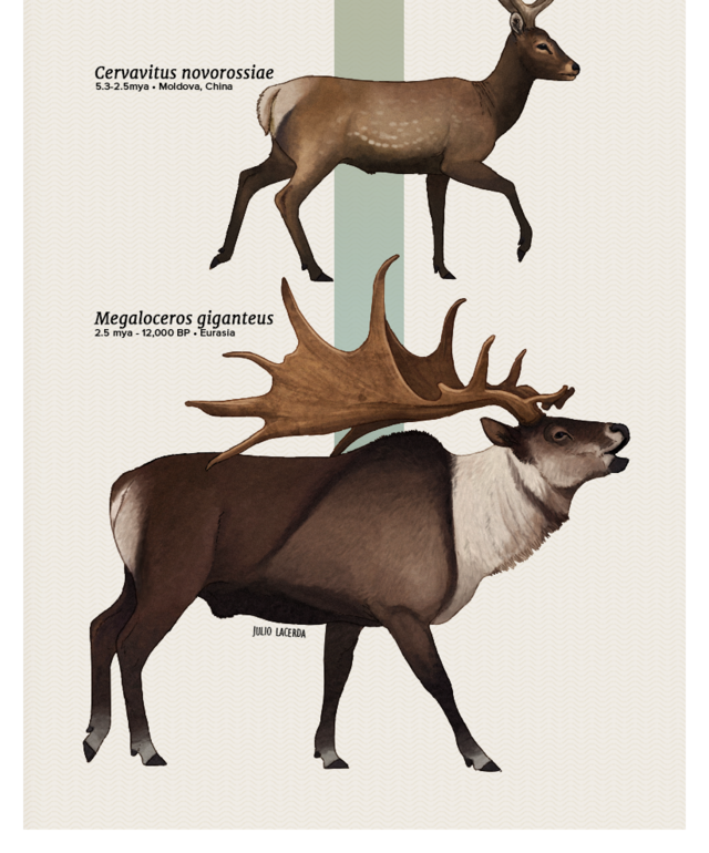 The Casual Paleoartist • Evolution Series: Dear Deer Deer Are Mostly