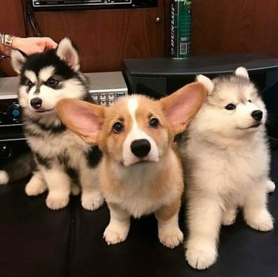 husky corgi puppy | tumblr