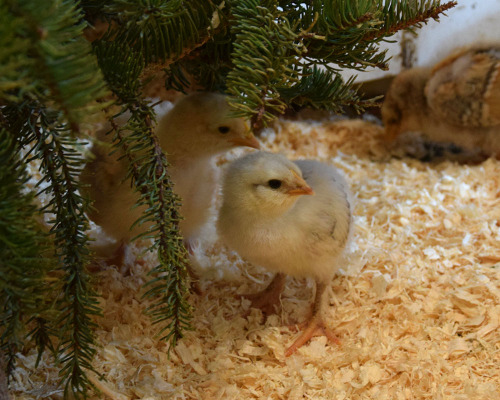 chickens-and-muscovyducks