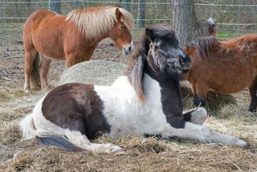 cuteanimalsgifspics