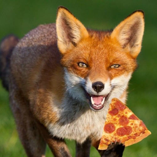 everythingfox:Heheheh