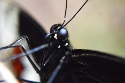 anthelid-day:An Orchard Swallowtail (Papilio Aegeus) dries its...