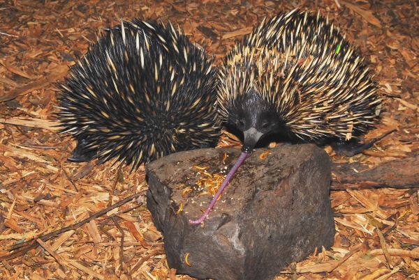 zsl edge of existence The tongue  of the echidna  Nix 