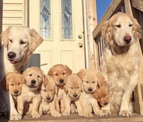 awwww-cute:Rare photo of the whole doggo family (Source:...