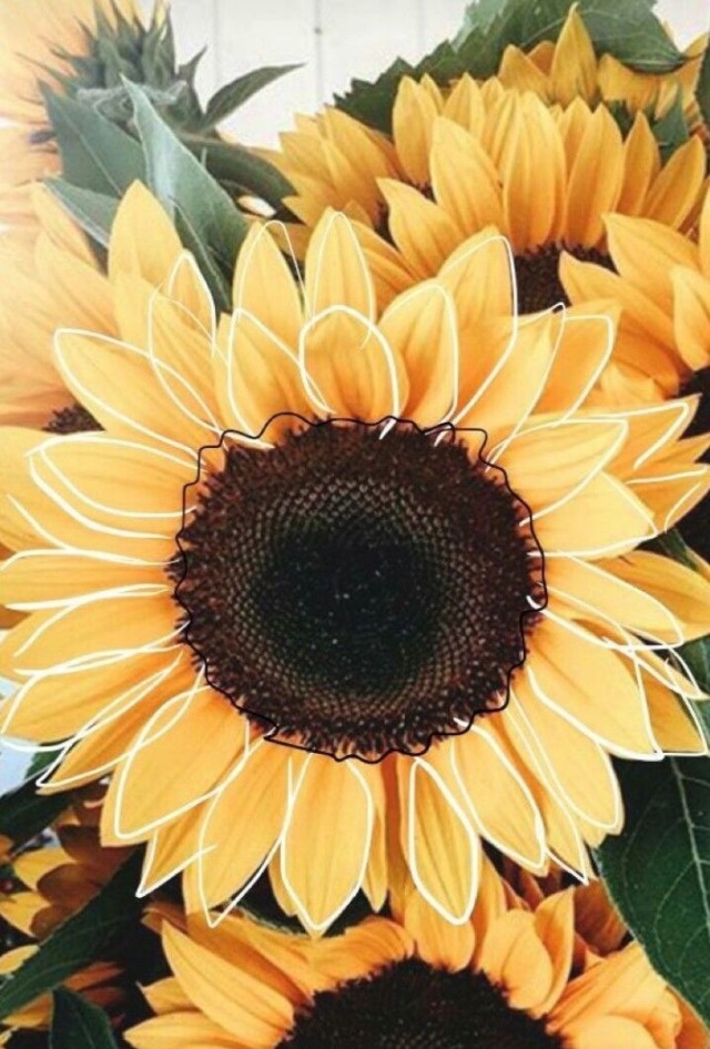 sunflowers on Tumblr