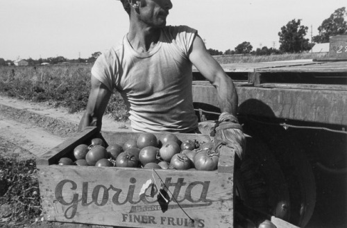 Man Lifting Box of Tomatoes, Walnut Grove, 1961 by Pirkle Jones