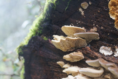 bio-child:Gilled Polypores