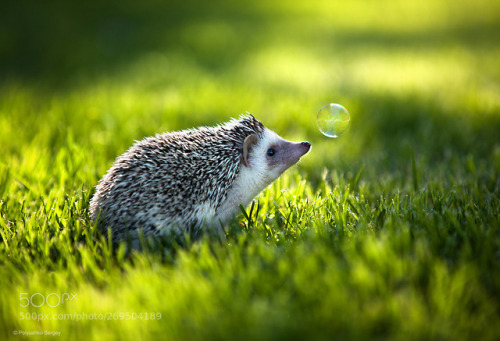 animal Hedgehog bubble grass animals photography cute wild sweet overload pet