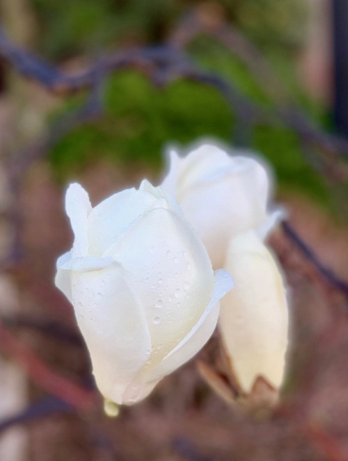 jasmine7031:Magnolia BlossomMagnolia has begun to bloom in my...