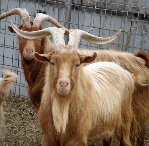 ainawgsd:The Golden Guernsey is a rare breed of goat from the...