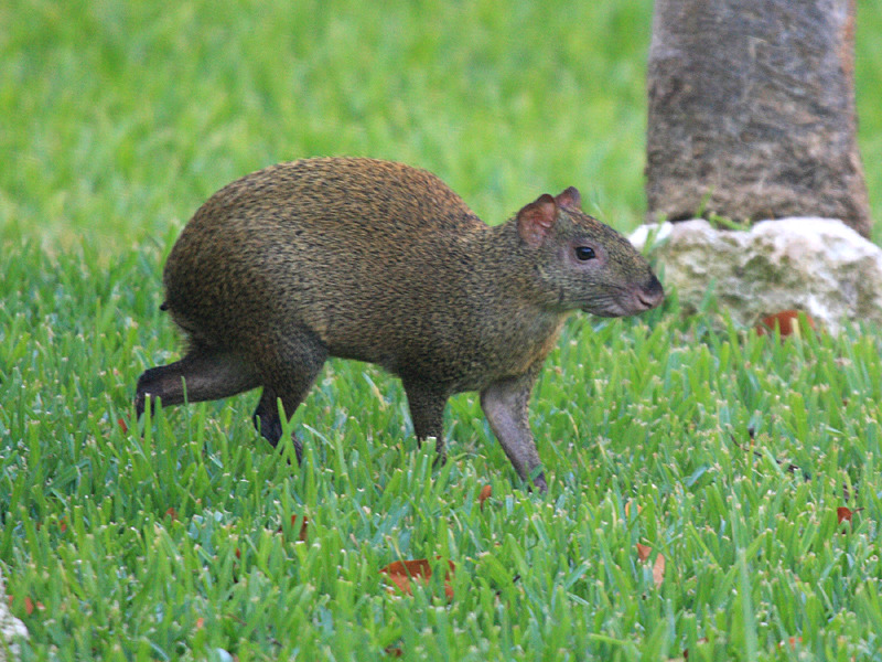 st kitts and nevis rodents